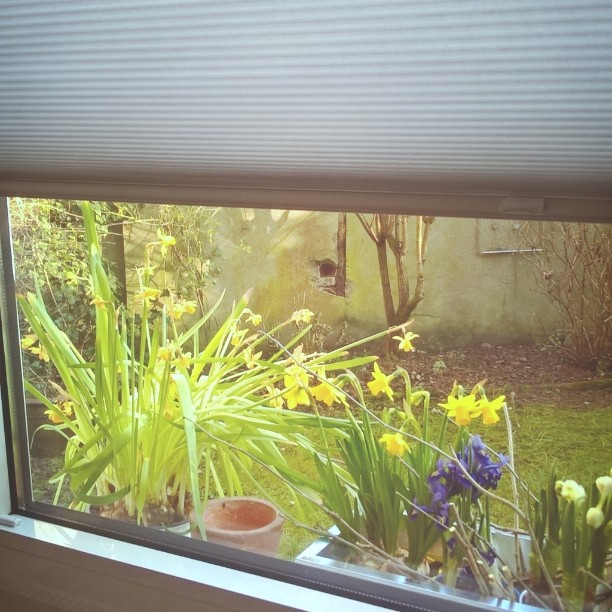 Frühlingsblumen auf einem Fensterbrett Narzissen, Iris, Hyazinthen Dahinter ein Blick in einen Garten