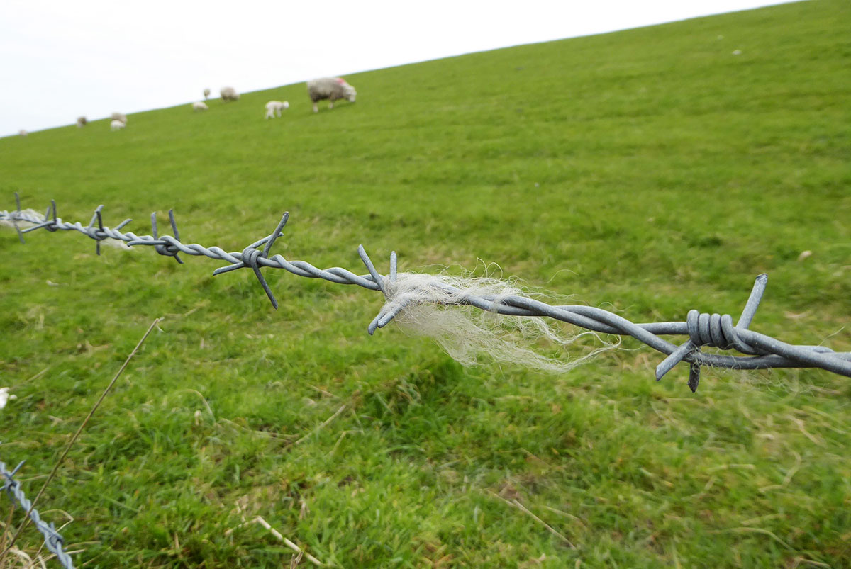 Schafe auf einem Deich im Vordergrund ein Stacheldrahtzaun mit Wollpartikeln
