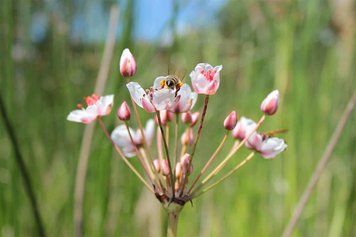 Eine Biene auf rosafarbenen Blüten