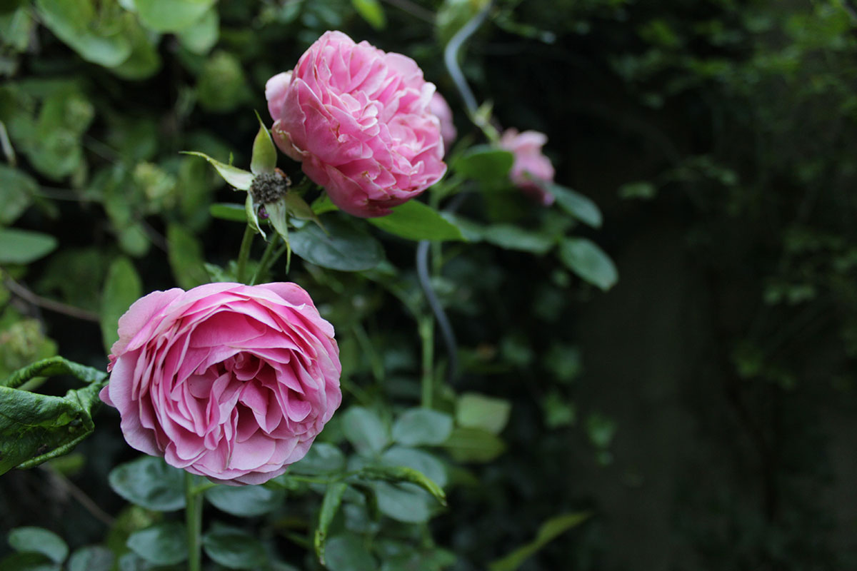 Eine pinkfarbene Rose vor einem abendlichen Gartenhintergrund