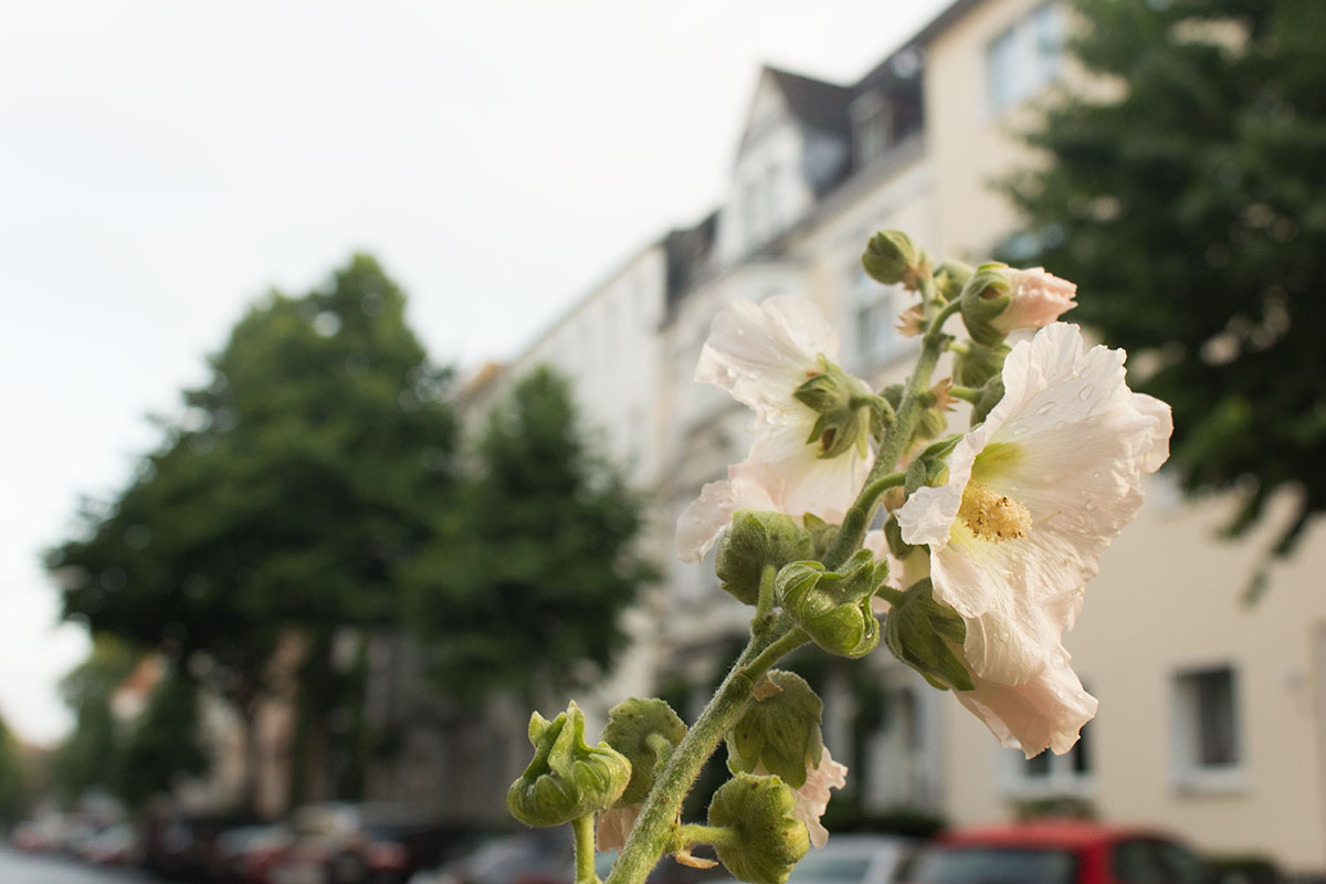 Stockrose vor Häuserfassaden aufgenommen im Klinikviertel Dortmund